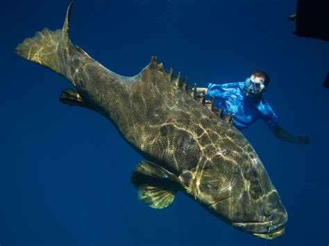 In Search of the World’s Megafishes .